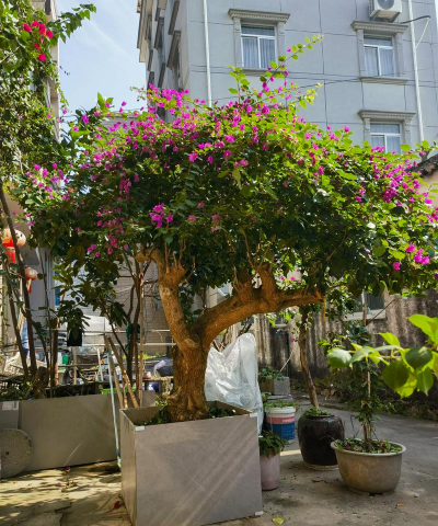 家庭养花用生根粉