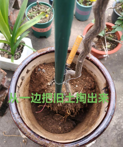 家庭养花用生根粉