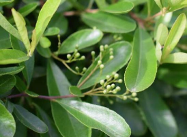 匙形叶子什么样