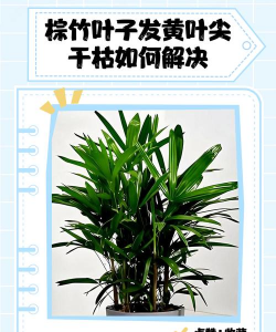 棕竹干叶子什么原因