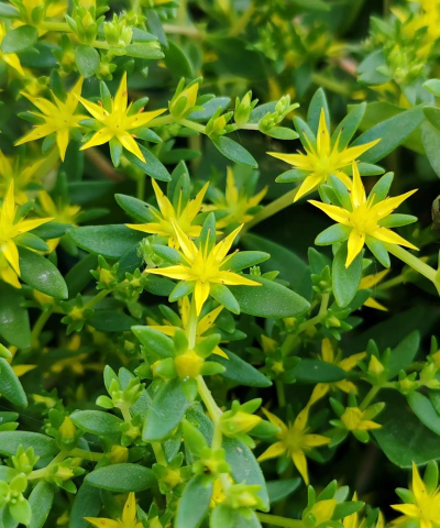 垂盆草花是什么样