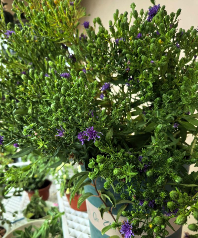 家庭养花用生根粉