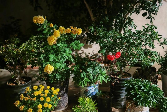 家庭养花用生根粉