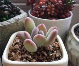 桃美人多久浇一次水