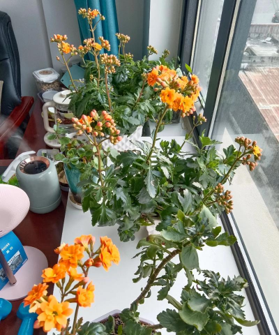 家庭养花用生根粉