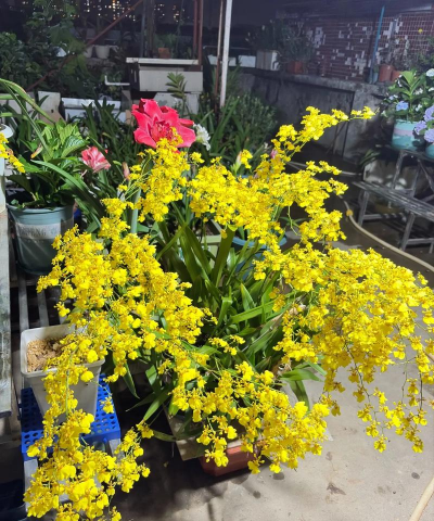 家庭养花用生根粉