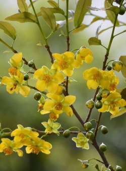 早春黄色的花是什么