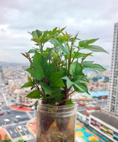 家庭养花用生根粉