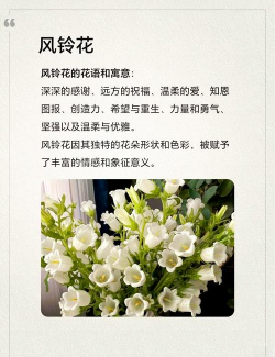 风铃的别称是什么