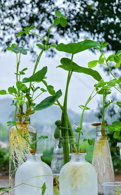 家庭养花用生根粉