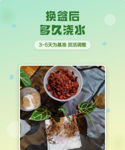 家庭养花用生根粉