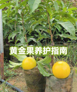 黄金果多久浇水