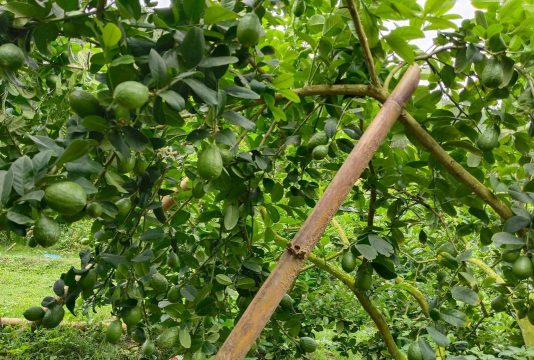 香水柠檬多久结果