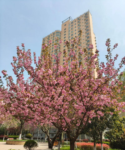 日本晚樱多久开