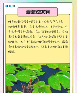 睡莲睡莲什么时候开花