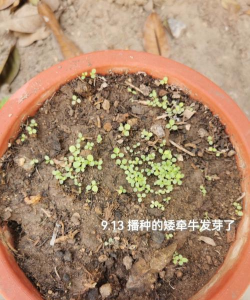 矮牵牛多久发芽