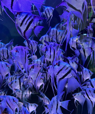 挑战养花鸟鱼虫