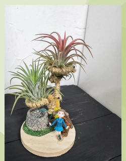 家庭养花用生根粉