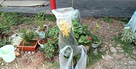 家庭养花用生根粉