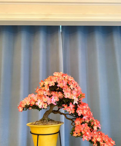 杜鹃花怎么造型