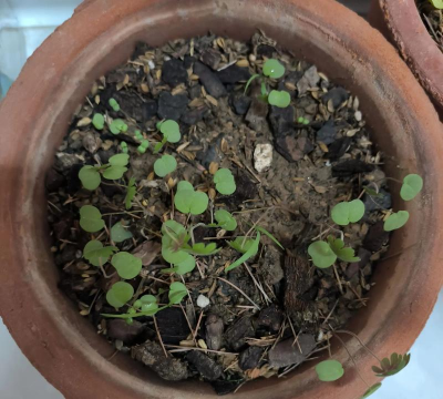 家庭养花用生根粉