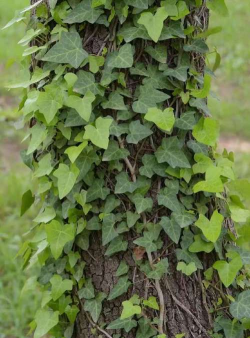 西洋常春藤什么科