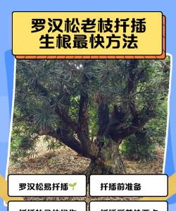 罗汉松多久生根