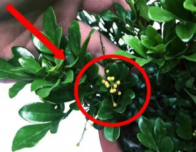 家庭养花用生根粉