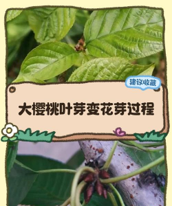 樱花苗多久发芽