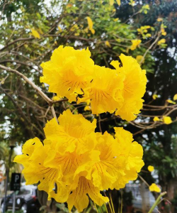 黄花风铃木多久开花