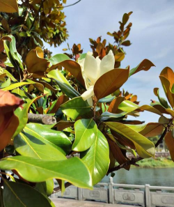 广玉兰花期多久