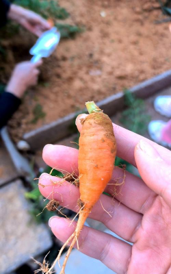 元月份种什么萝卜