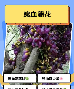 鸡血藤多久开花