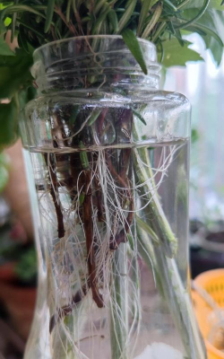 迷迭香多久生根