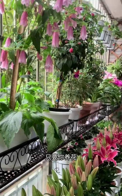 小白药室内养花