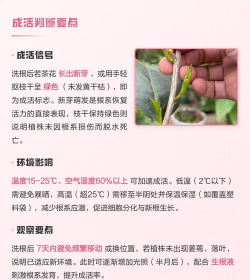 家庭养花用生根粉