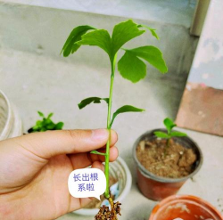 家庭养花用生根粉