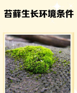 苔藓多久生长