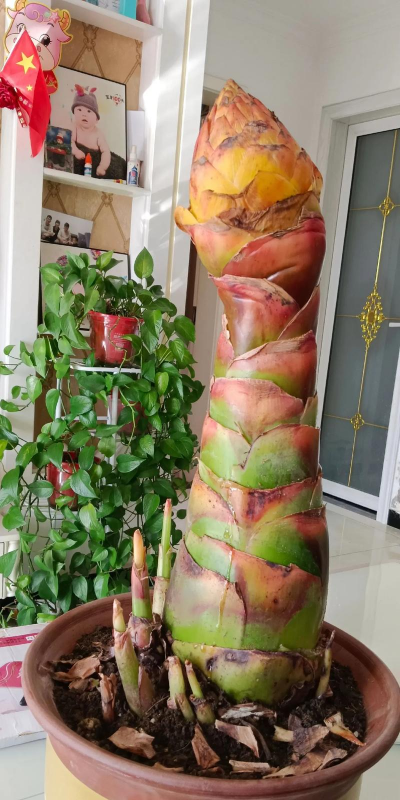 地涌金莲什么科的