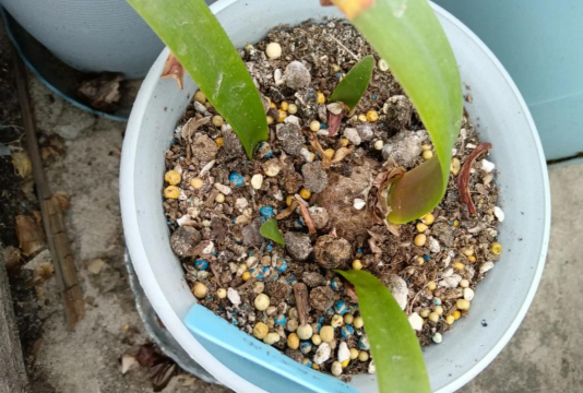 家庭养花用生根粉