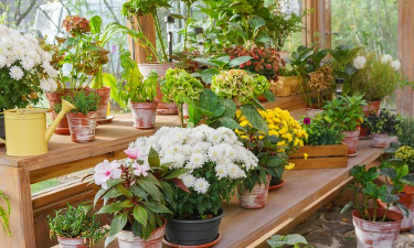 家庭养花用生根粉