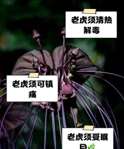 老虎须有什么用