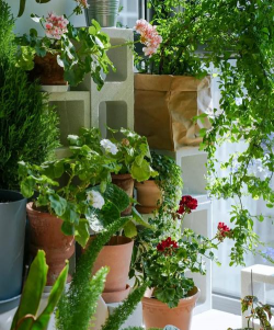 家庭养花用生根粉