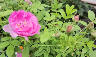 家庭养花用生根粉