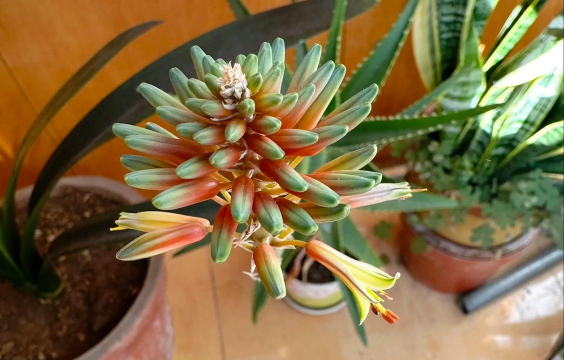 家庭养花用生根粉