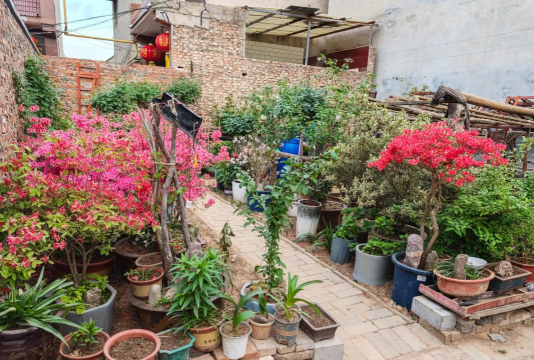 家庭养花用生根粉