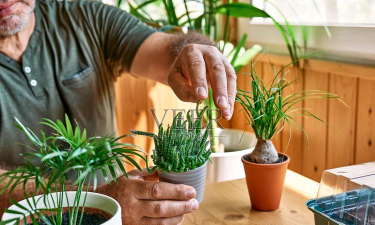 家庭养花用生根粉