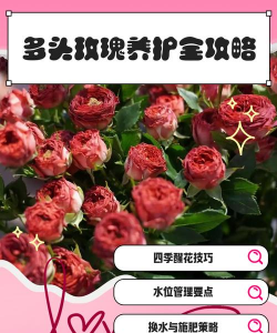 多头玫瑰养多久