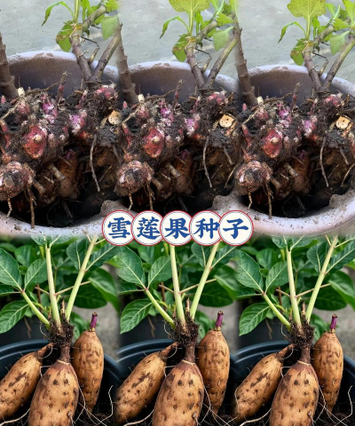 家庭养花用生根粉