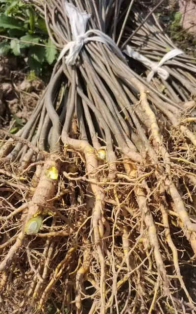 树苗用什么药长粗